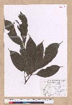 Cinnamomum micranthum (Hayata) Hayata 冇樟