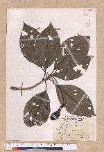 Endiandra coriacea Merr. 三蕊楠