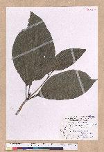 Dehaasia incrassata (Jack.) Kosterm