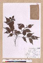 Lindera aggregata (Sims) Kosterm. 天臺烏藥
