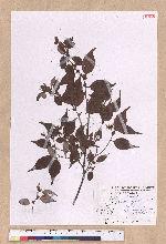 Lindera aggregata (Sims) Kosterm. 天臺烏藥