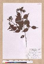 Lindera aggregata (Sims) Kosterm. 天臺烏藥