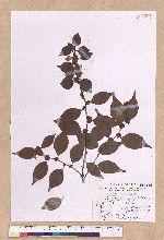 Lindera aggregata (Sims) Kosterm. 天臺烏藥