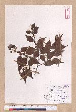 Lindera aggregata (Sims) Kosterm. 天臺烏藥