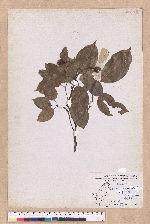 Cinnamomum micranthum (Hayata) Hayata 冇樟
