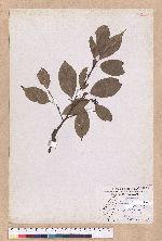 Cinnamomum micranthum (Hayata) Hayata 冇樟