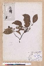 Cinnamomum micranthum (Hayata) Hayata 冇樟