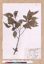 Cinnamomum camphora (L.) Nees & Eberm. 樟