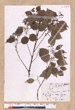 Cinnamomum camphora (L.) Nees & Eberm. 樟