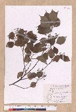 Cinnamomum camphora (L.) Nees & Eberm. 樟