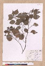 Cinnamomum camphora (L.) Nees & Eberm. 樟