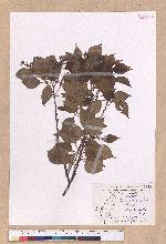 Cinnamomum camphora (L.) J. Presl 樟樹