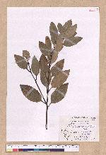 Cinnamomum osmophloeum Kanehira 土肉桂