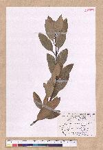 Cinnamomum osmophloeum Kanehira 土肉桂