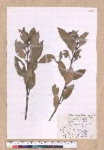 Cinnamomum osmophloeum Kanehira 土肉桂
