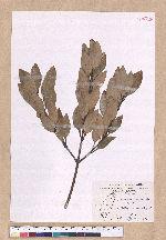 Cinnamomum osmophloeum Kanehira 土肉桂
