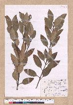 Cinnamomum osmophloeum Kanehira 土肉桂