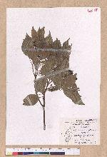 Cinnamomum camphora (L.) Nees & Eberm. var. nominale Hayata 栳樟