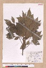 Cinnamomum camphora (L.) Nees & Eberm. var. nominale Hayata 栳樟