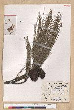 Pinus taiwanensis Hayata 臺灣二葉松