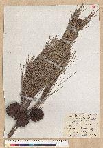 Pinus taiwanensis Hayata 臺灣二葉松