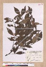 Lindera communis Hemsl. 香葉樹