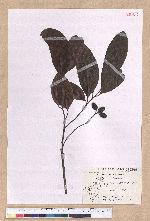 Cryptocarya concinna Hance 海南厚殼桂