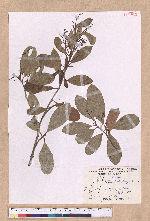 Beilschmiedia tsangii Merr. 廣東(華河)瓊楠