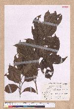 Endiandra coriacea Merr. 三蕊楠