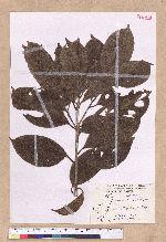Endiandra coriacea Merr. 三蕊楠