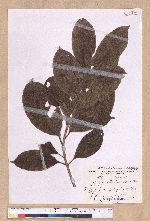 Endiandra coriacea Merr. 三蕊楠