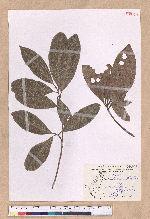 Beilschmiedia erythrophloia Hayata 瓊楠