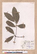 Beilschmiedia erythrophloia Hayata 瓊楠