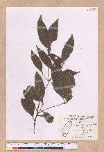 Beilschmiedia erythrophloia Hayata 瓊楠