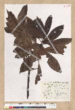 Machilus zuihoensis Hayata var. mushaensis (Lu) Y. C. Liu 青葉楠(霧社楨楠)