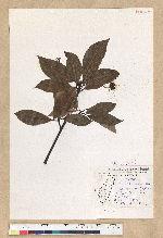 Machilus zuihoensis Hayata var. mushaensis (Lu) Y. C. Liu 青葉楠(霧社楨楠)