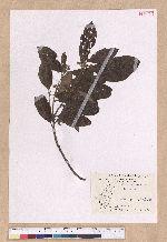 Litsea akoensis Hayata 屏東木薑子