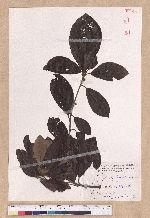 Litsea akoensis Hayata 屏東木薑子