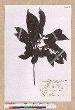 Litsea elongata (Wall. ex Nees) Benth. et Hook. f. var. mushaensis (Hayata) J. C. Liao 霧社木薑子