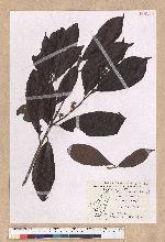 Litsea elongata (Wall. ex Nees) Benth. et Hook. f. var. mushaensis (Hayata) J. C. Liao 霧社木薑子