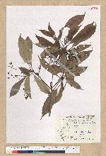 Machilus psendolongifolia Hayata 假長葉楠
