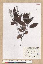 Machilus zuihoensis Hayata 香楠