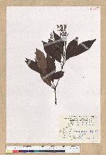 Machilus zuihoensis Hayata 香楠