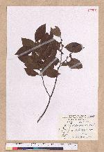 Lindera communis Hemsl. 香葉樹