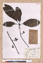 Lindera megaphylla Hemsl. 大葉釣樟