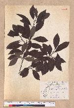 Lindera erythrocarpa Makino 鐵釘樹(紅果釣樟)