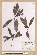 Machilus japonica Siebold et Zucc. var. kusanoi (Hayata) Liao 大葉楠
