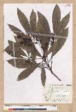 Machilus japonica Siebold et Zucc. var. kusanoi (Hayata) Liao 大葉楠