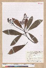Machilus japonica Siebold et Zucc. var. kusanoi (Hayata) Liao 大葉楠