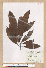 Machilus zuihoensis Hayata var. mushaensis (Lu) Y. C. Liu 青葉楠(霧社楨楠)